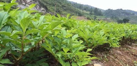 魔芋块茎繁殖与种植（掌握魔芋繁殖技巧）