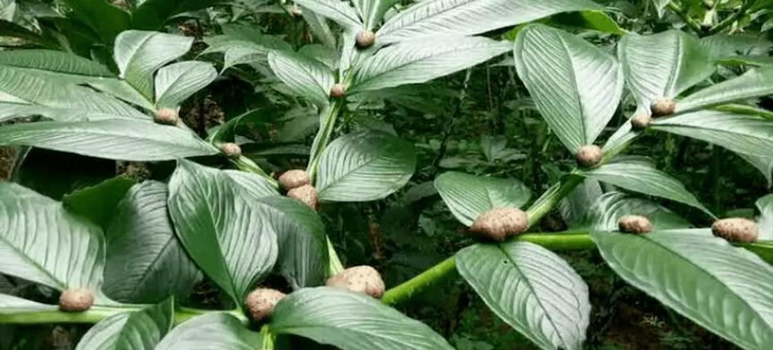 魔芋块茎繁殖与种植（掌握魔芋繁殖技巧）