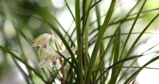 莫兰花养护全攻略（从萌芽到绽放）