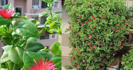 牡丹吊兰的花期及种植技巧（让你家更美丽的牡丹吊兰）