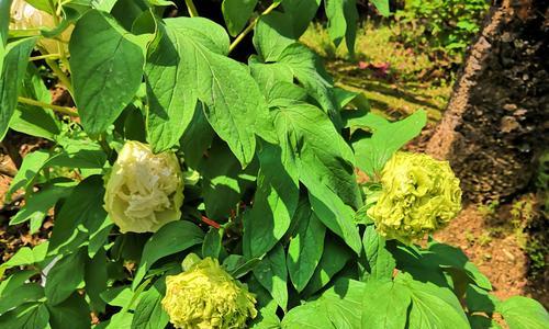 赏析牡丹花的叶子（牡丹花叶子的形态与特点）