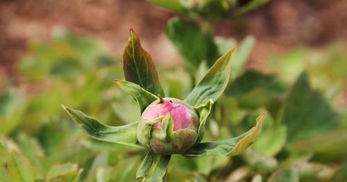 牡丹花是被子植物吗（科学解析牡丹花的分类和特点）