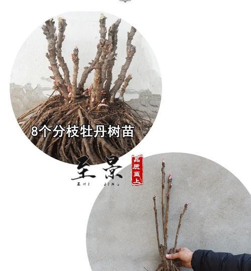 牡丹花的修剪方法（图解多开花的剪枝技巧）