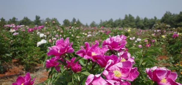 牡丹芍药种植指南（最佳种植月份）