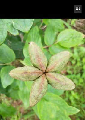 牡丹，一种优美的花卉（探究牡丹是否属于种子植物）