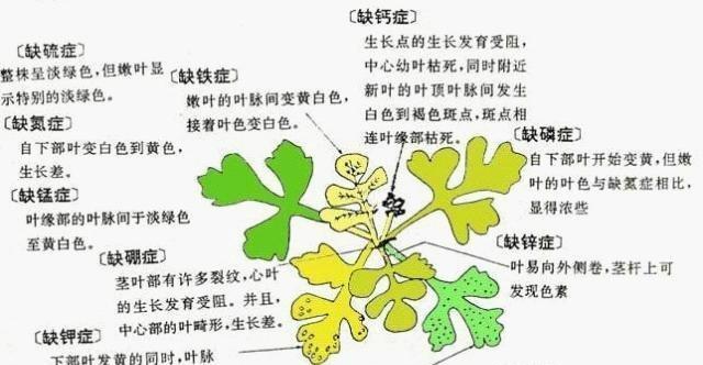 揭秘牡丹叶子发蔫的原因及补救方法（如何避免牡丹叶子发蔫）