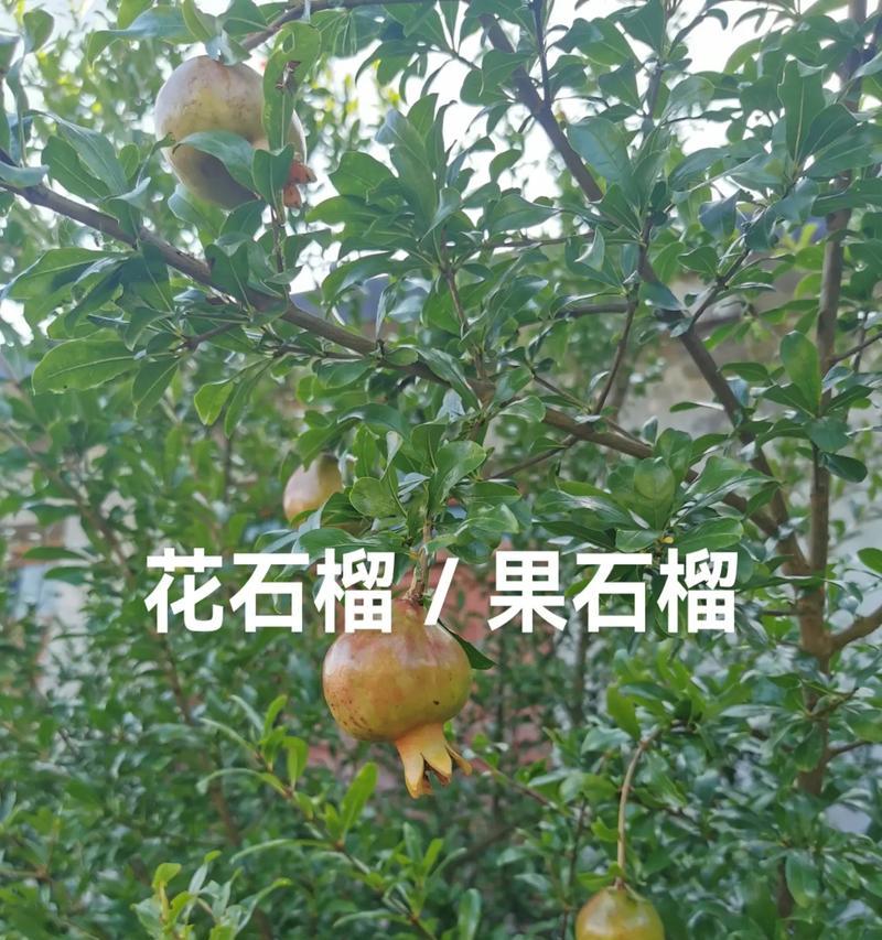 如何成功种植牡丹籽（掌握这些技巧）