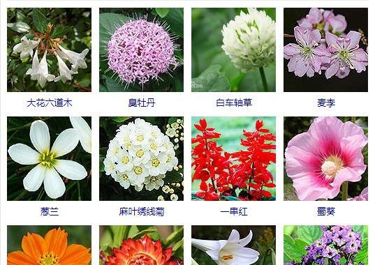 牡丹栀子的开花习性剖析（一年开几次花）