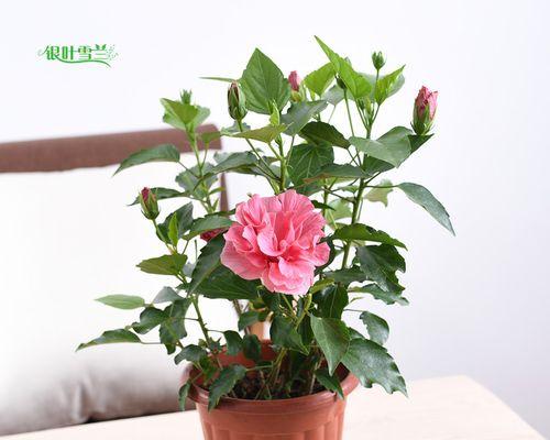 木本开花植物大全（探索自然奇妙）