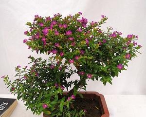 喜阴木本植物（认识喜阴木本植物及其特点）