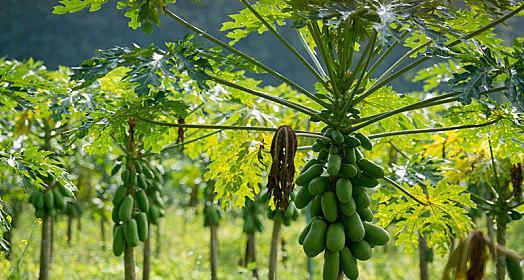 木瓜种植的适宜地点和条件（从气候、土壤到灌溉）