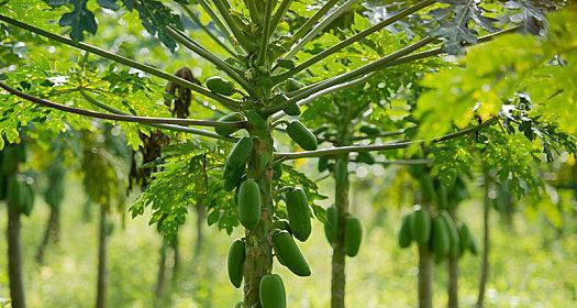 木瓜种植的适宜地点和条件（从气候、土壤到灌溉）