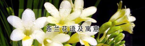 苍兰花的美丽与深远的寓意（探寻苍兰花背后的意义与象征）