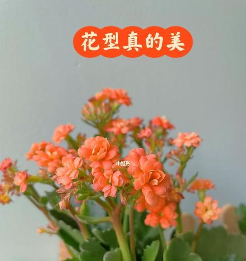 不同颜色的长寿花寓意大揭秘（长寿花的色彩与象征意义）