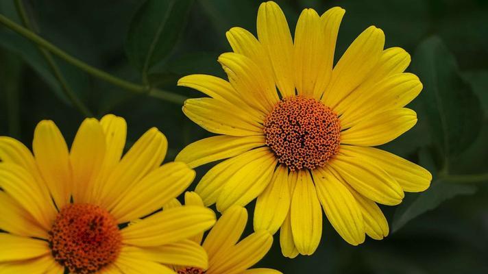 长寿菊花语之美——寓意长寿、健康和幸福的花卉（探寻长寿菊花语的深意）