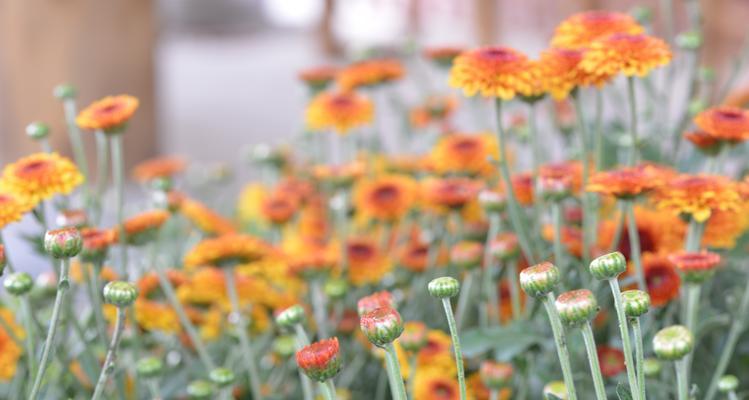 长寿菊花语之美——寓意长寿、健康和幸福的花卉（探寻长寿菊花语的深意）