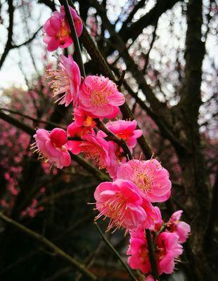 冬天的梅花（凝结在寒冷中的生命之花）