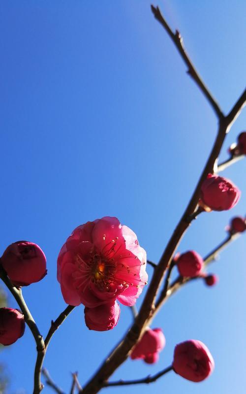 冬天梅花的独特之美（寒冬中绽放的希望与坚韧）