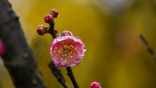 冬天梅花的独特魅力（探寻冬天梅花的特点及意义）