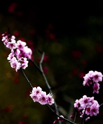 冬天梅花的独特魅力（探寻冬天梅花的特点及意义）