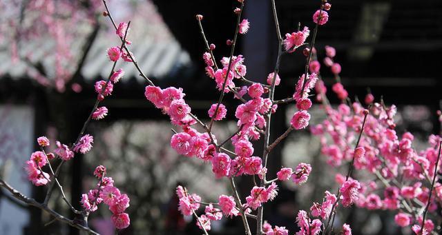 冬天梅花的独特魅力（探寻冬天梅花的特点及意义）