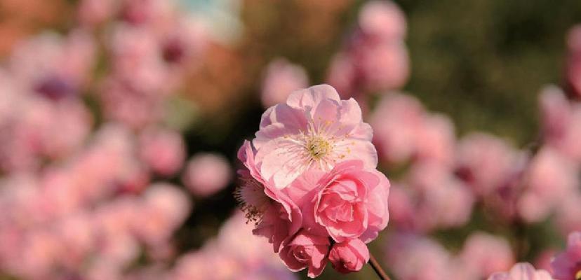 粉色梅花，盛开的爱意（妩媚如梦）