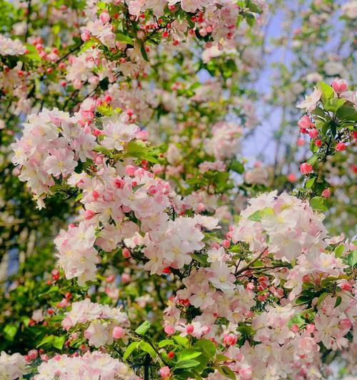 格里海棠海棠花的意义（探索格里海棠花的独特象征与寓意）