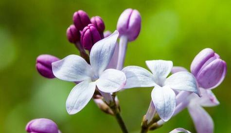 丁香花的花语与魅力（探寻丁香花语的奥秘）