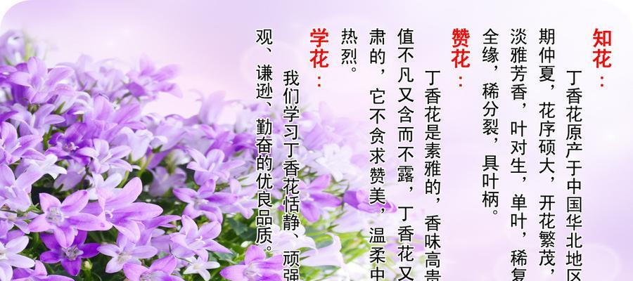 丁香花的花语与魅力（探寻丁香花语的奥秘）