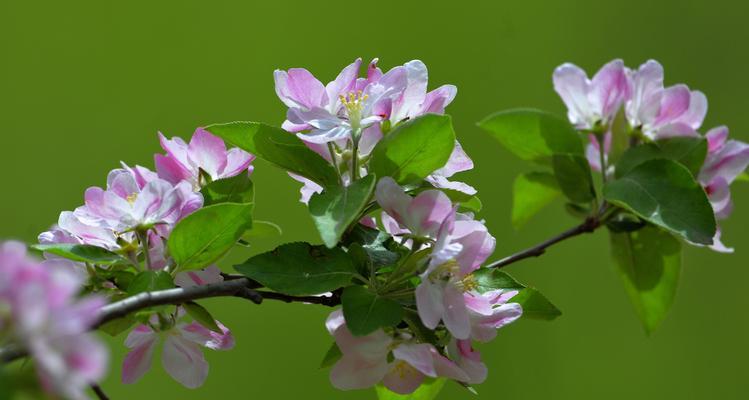 观叶海棠花语（用观叶海棠的美丽传递爱与希望）