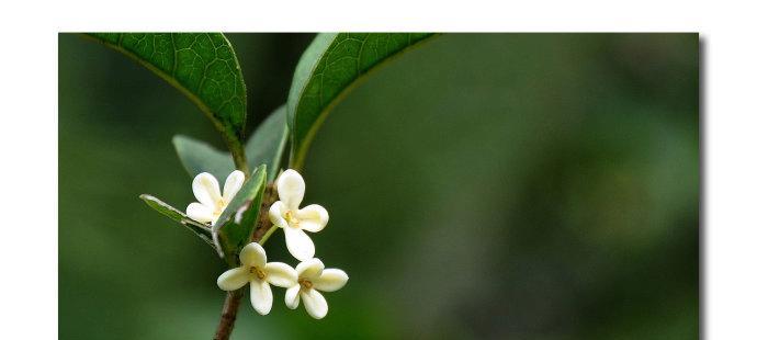 桂花的花语（用桂花传递爱与美的花语）