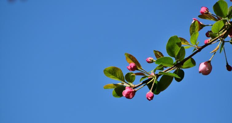 海棠花——美丽与坚韧并存的象征（探寻海棠花所蕴含的深刻内涵）