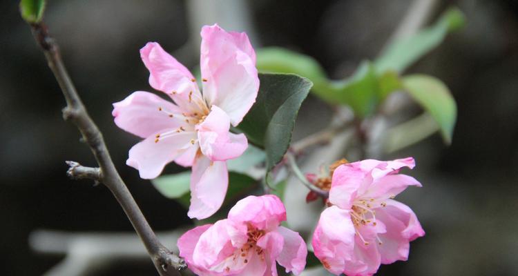 海棠花格（以海棠花格为载体）