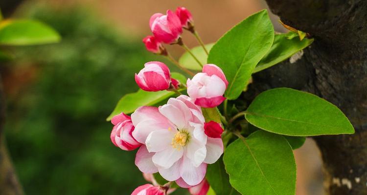 海棠花之美——探寻海棠花的官方花语（花开时节）