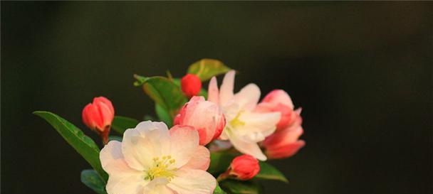 海棠花的花语及其传承之美（传承百年的红色记忆与温暖情感）