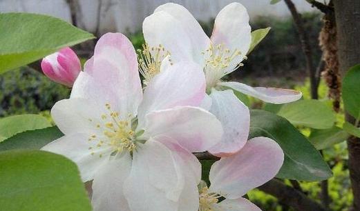 四季海棠花的花语之美（四季海棠花语的深意和传承）