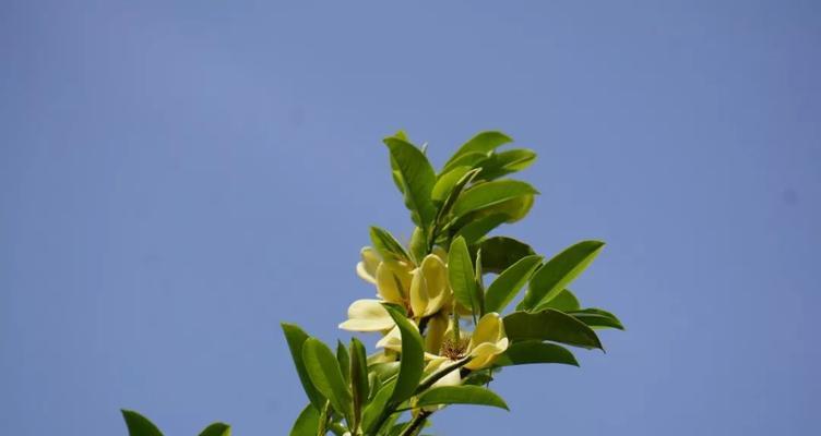 以含笑花语，传递快乐与幸福的力量（开心微笑能带给生活的正能量）