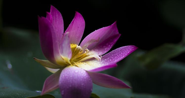 揭秘荷花不长花的原因（荷花的奇特生长状况与环境因素的关系）