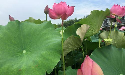 荷花的花语与意义（探寻荷花的深意）