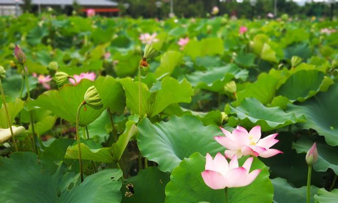 荷花的神奇之美（水中仙子——荷花的特征与象征意义）