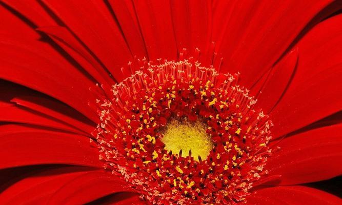 红色菊花赤炎的花语（红色菊花赤炎）