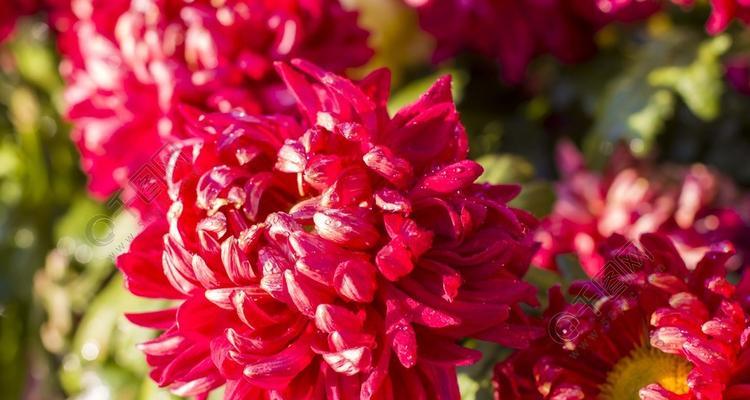 红色菊花赤炎的花语（红色菊花赤炎）