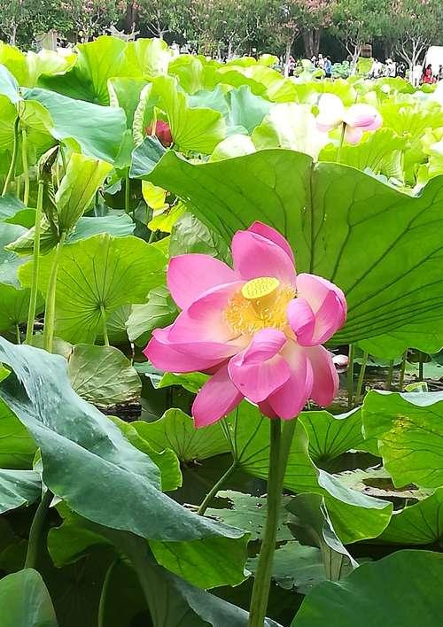 黄色荷花花语的美丽与寓意（荷花的黄色魅力与深远含义）