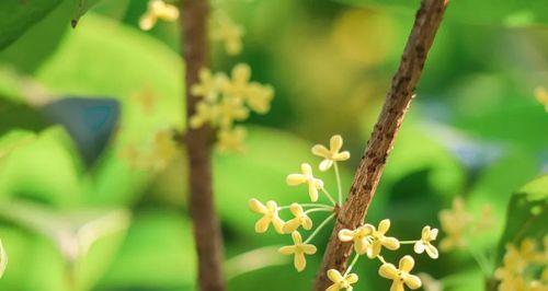 金桂花树的花语和寓意（用金桂花树的花语传递快乐和希望）