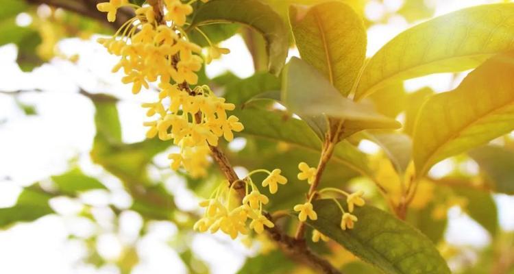 金桂花树的花语和寓意（用金桂花树的花语传递快乐和希望）