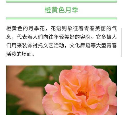 金奖章月季花语——尊贵与荣誉的象征（探索金奖章月季花语的内涵和传承）