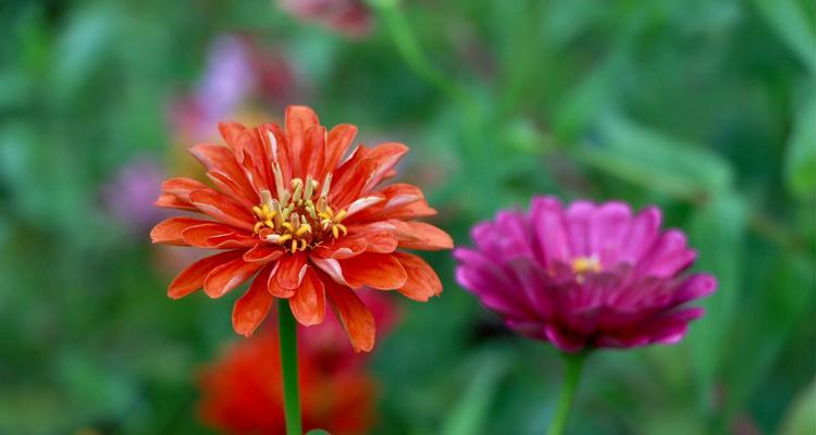 菊花的花语与象征意义（菊花的美丽与多样性）