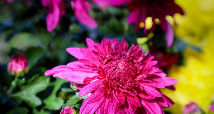 菊花的色彩与花语（探寻菊花的多彩世界）