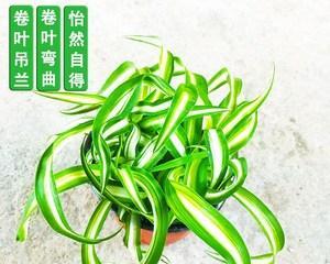 宽叶吊兰的花语与含义（探索宽叶吊兰的花语）