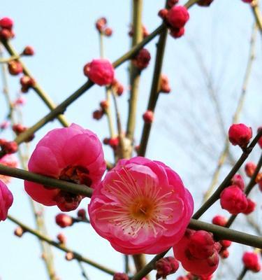 腊梅花（用腊梅花传递爱的力量）